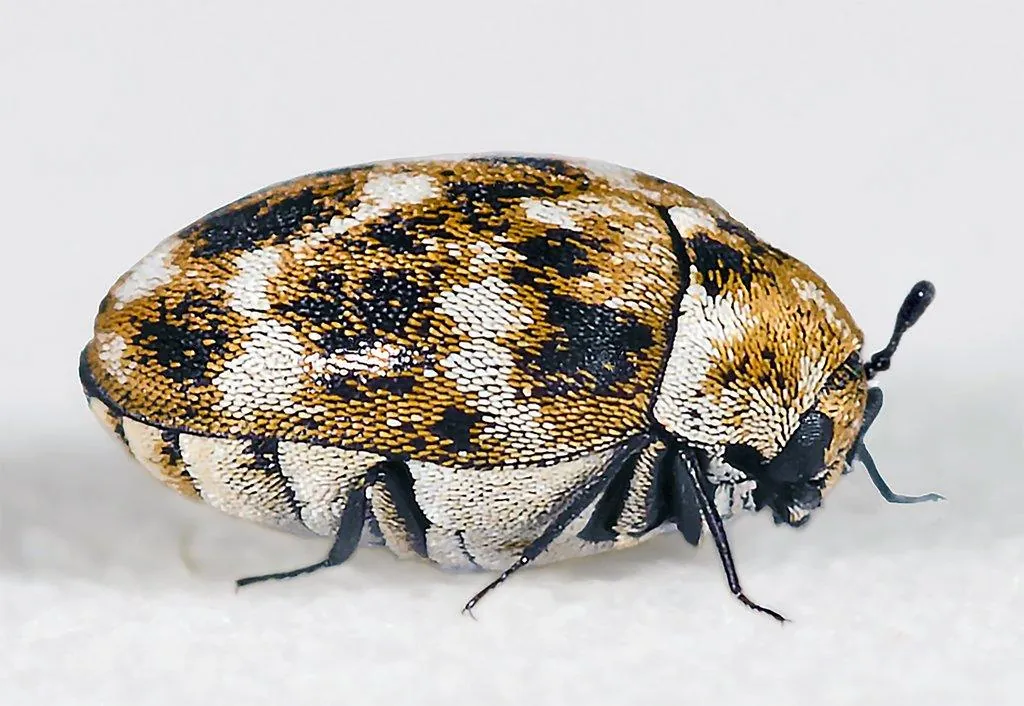 Hide Beetle